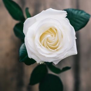 Meet your Posher, Brenda